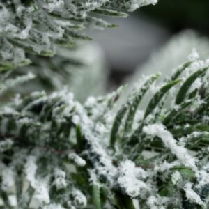 The Frosted Ultra Mountain Pine (6ft to 7ft)