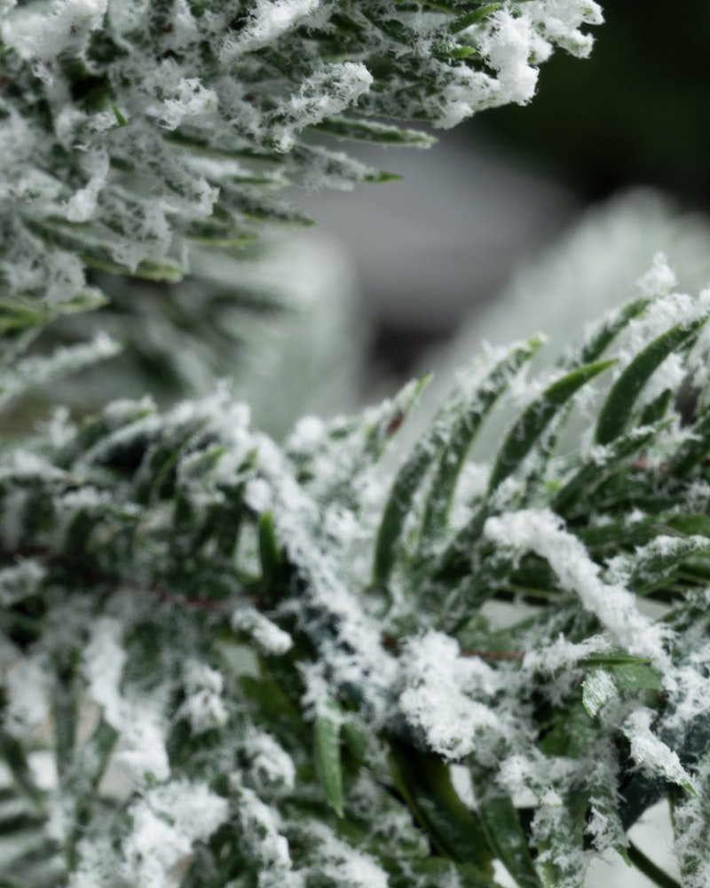 The Frosted Ultra Mountain Pine (6ft to 7ft)
