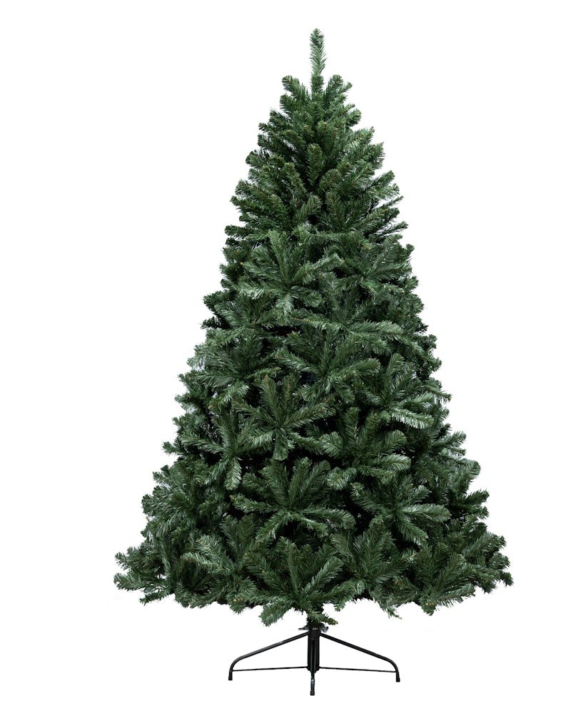 The 12ft Arbor Vitae Fir Tree - Image 2