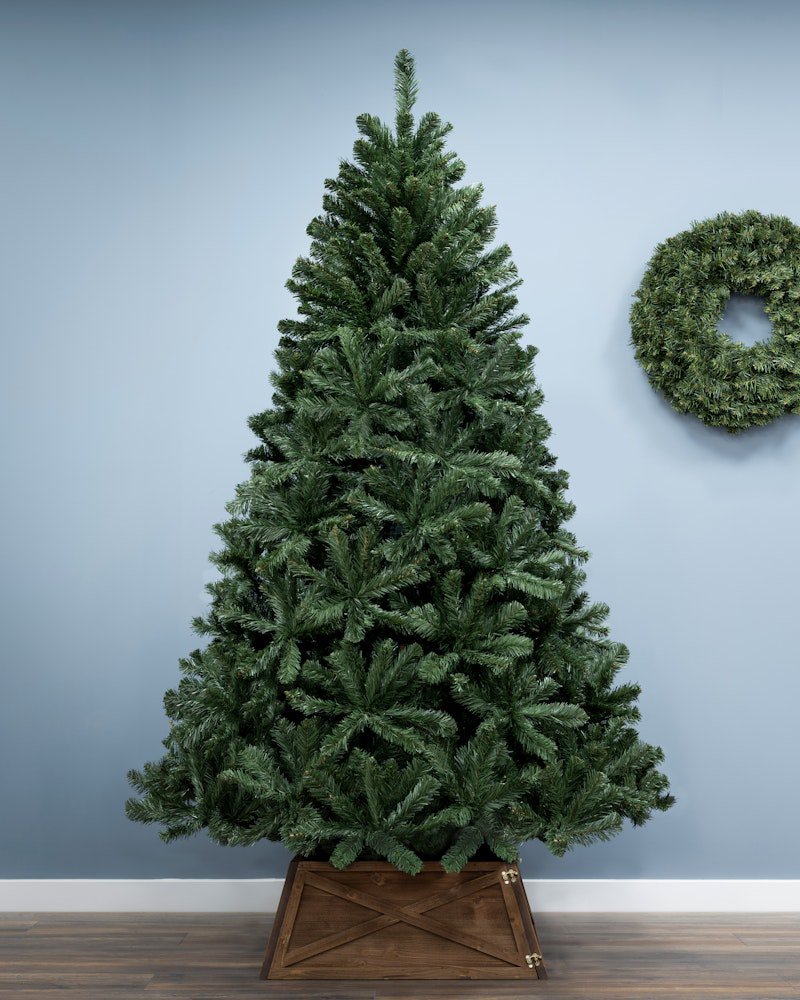 The 12ft Arbor Vitae Fir Tree