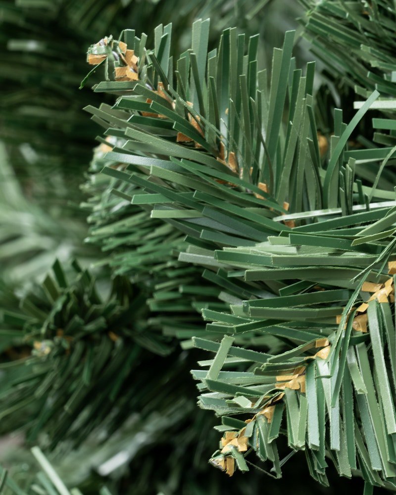 The 12ft Arbor Vitae Fir Tree - Image 3