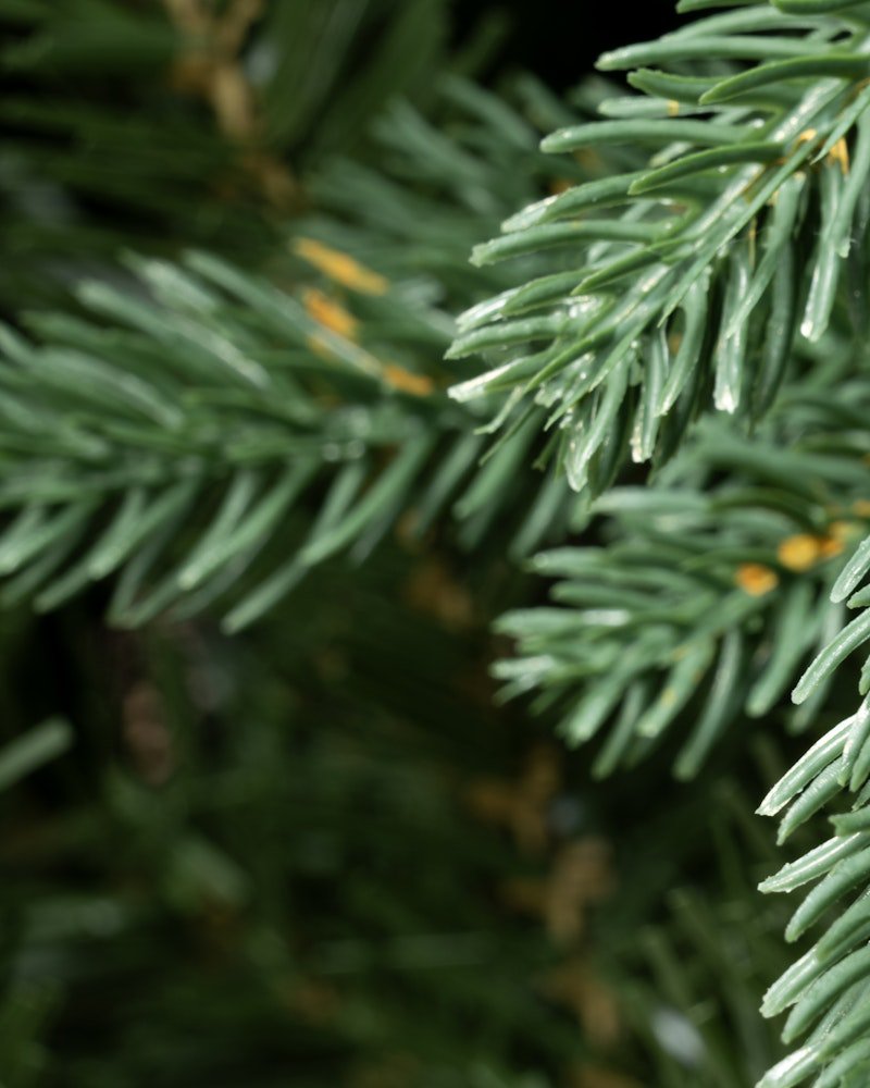 The 12ft Woodland Pine Tree - Image 3