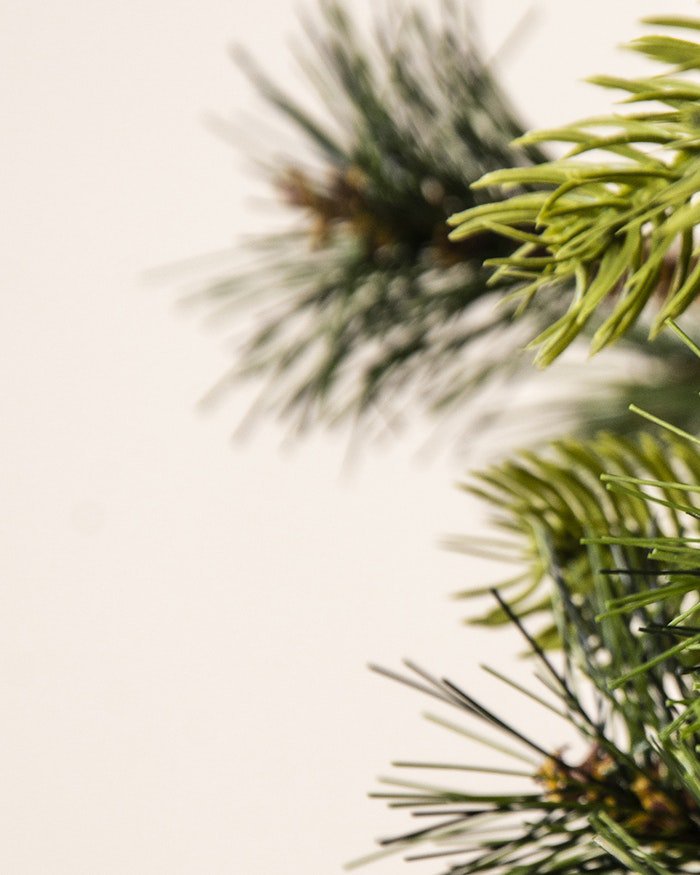 The Foresta Pine Tree (6ft-7ft) - Image 3