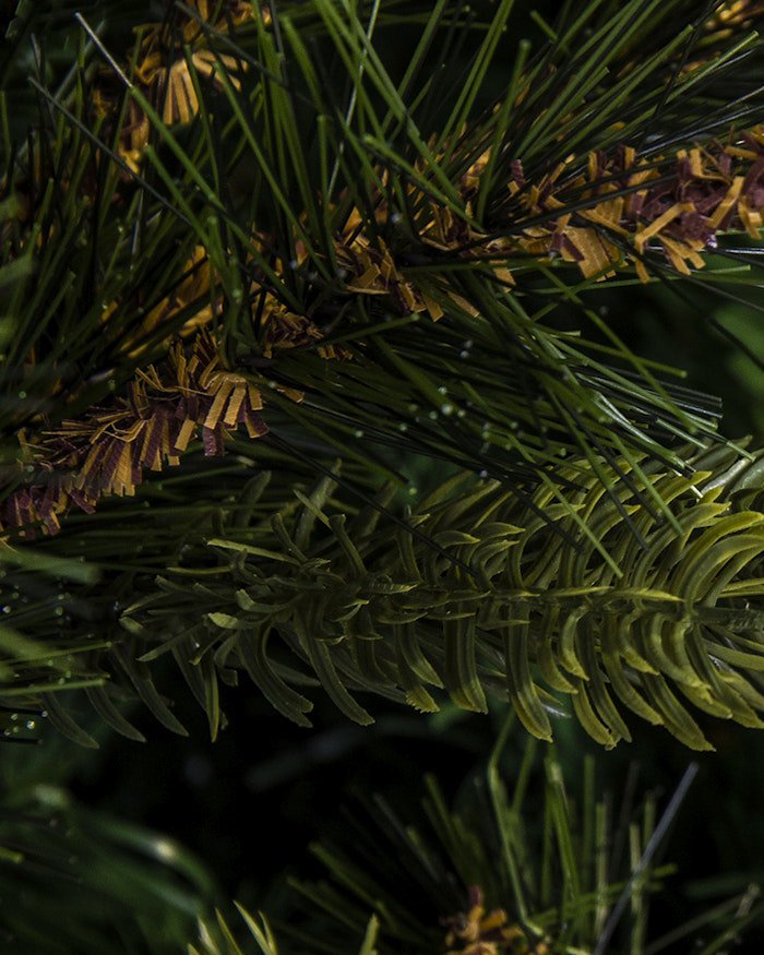 The Foresta Pine Tree (6ft-7ft) - Image 2